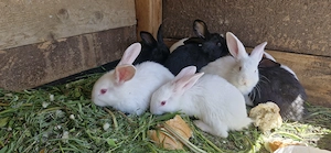 Vand pui iepuri - imagine 4