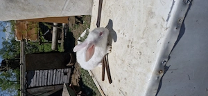 Vand pui iepuri - imagine 2