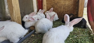 Vand pui iepuri - imagine 5