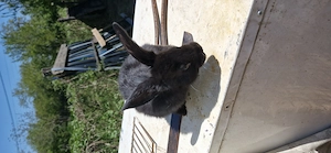 Vand pui iepuri - imagine 3