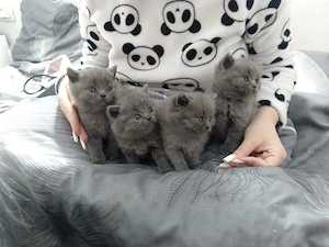 pisicei frumusei si jucausi