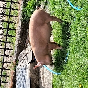 Soldani cauta locație 