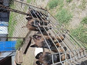 Ciobanesc belgian malinois 