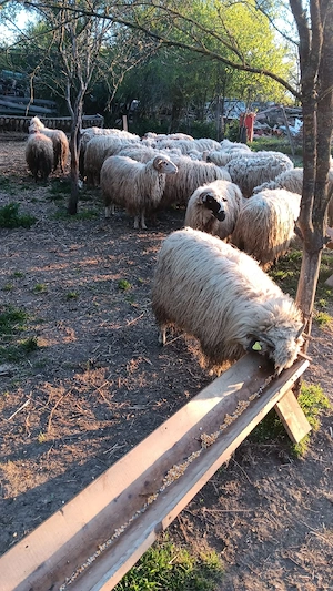 vând oi cu lapte 