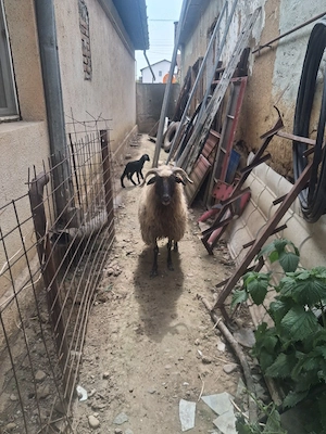 vand oaie cu miel doie de 4 miei