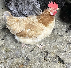 Puicuta Kabir - imagine 2