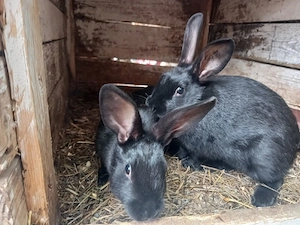 Își caută o nouă    