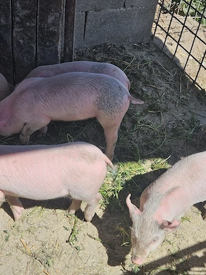 Purcei de vanzare  - imagine 3