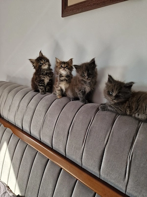 Puiuți maine coon superbi  - imagine 4