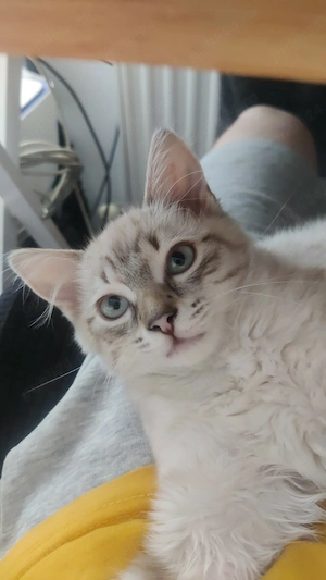 Ragdoll lynxpoint pisicuta - imagine 5