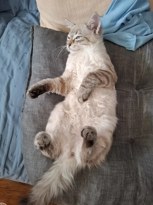 Ragdoll lynxpoint pisicuta - imagine 4