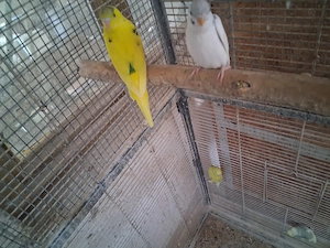 Perusi 2026 de vanzare