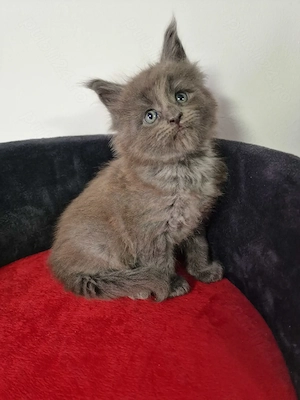 Puiuți maine coon superbi  - imagine 2