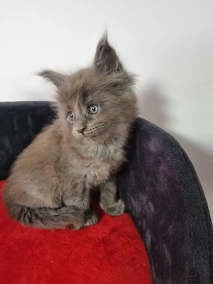 Puiuți maine coon superbi  - imagine 3