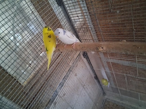 Perusi 2026 de vanzare - imagine 3