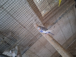 Perusi 2026 de vanzare - imagine 2