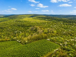 Teren 20 ha vestul Romaniei – ideal plantație aluni / livadă - imagine 4