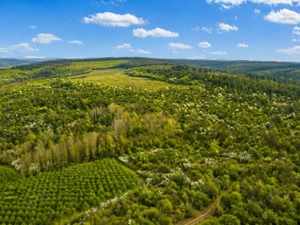 Teren 20 ha vestul Romaniei – ideal plantație aluni / livadă - imagine 3