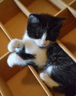 Siberiană de pădure 