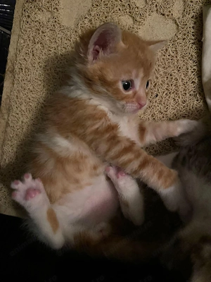 Siberiană de pădure 