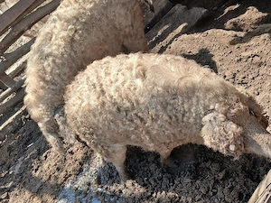 Vand porci mangalita - imagine 3