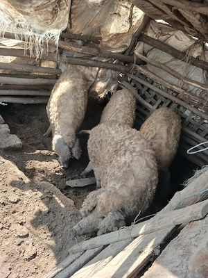 Vand porci mangalita - imagine 5