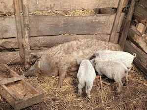 Vand porci mangalita