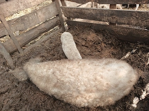 Vand porci mangalita - imagine 2