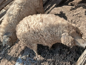 Vand porci mangalita - imagine 4