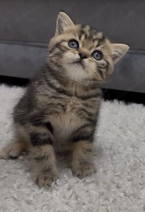 British short hair brown 