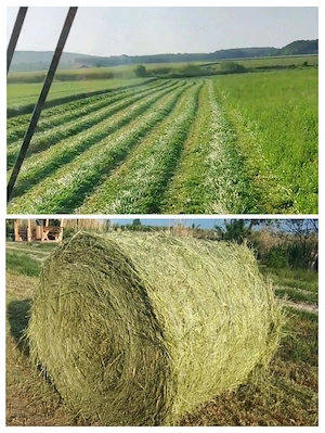 Baloti rotunzi lucernă 2026