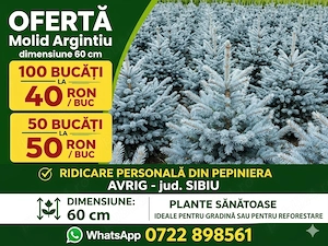 Lichidare STOC Molid Argintiu 60 cm - 40 lei buc (TVA inclus)