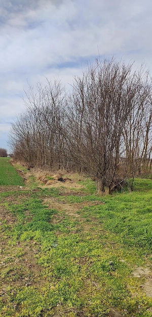 Defrisare teren in Sag