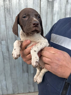 PUI Brac German disponibili - imagine 2