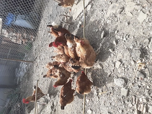 Vand gaini disponibil in Marghita