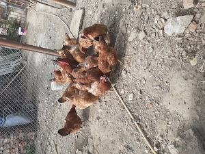 Vand gaini disponibil in Marghita - imagine 2