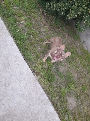 Buldog francez cu pedigree  - imagine 2