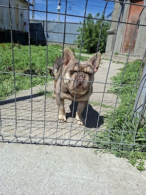 Buldog francez cu pedigree  - imagine 3