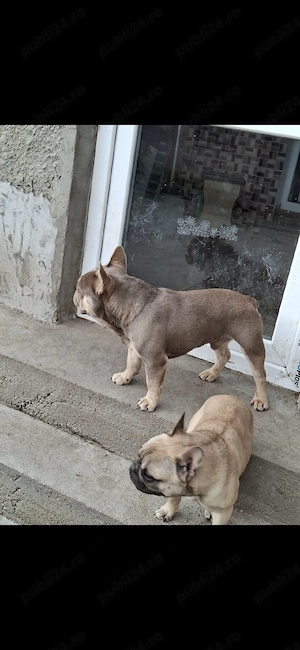 Buldog francez cu pedigree  - imagine 5