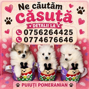 Pomeranian puiuți 