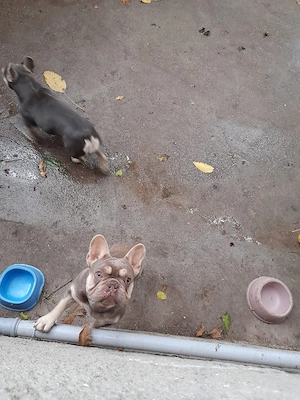 Buldog francez cu pedigree  - imagine 4