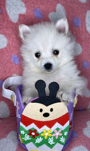 Pomeranian puiuți  - imagine 2