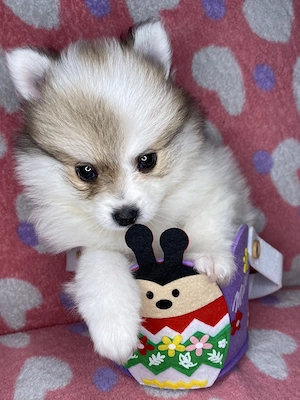 Pomeranian puiuți  - imagine 5