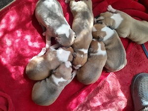 Pui Amstaff foarte frumosi