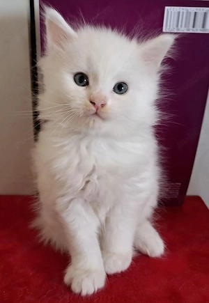 Ragdoll puiut  - imagine 3