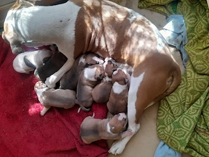 Pui Amstaff foarte frumosi - imagine 2