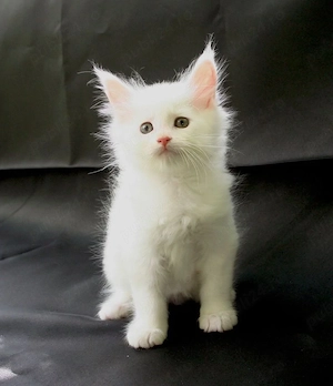 Ragdoll puiut  - imagine 2