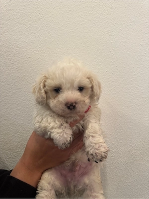  un bichon maltez  - imagine 3