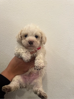  un bichon maltez  - imagine 2