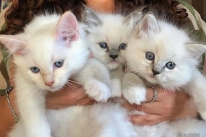 Radgoll cu ochi albaștri 